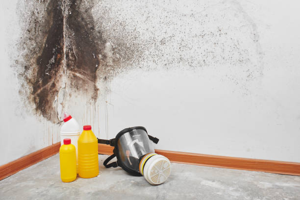 Trusted Diamond, IL Mold Removal Experts