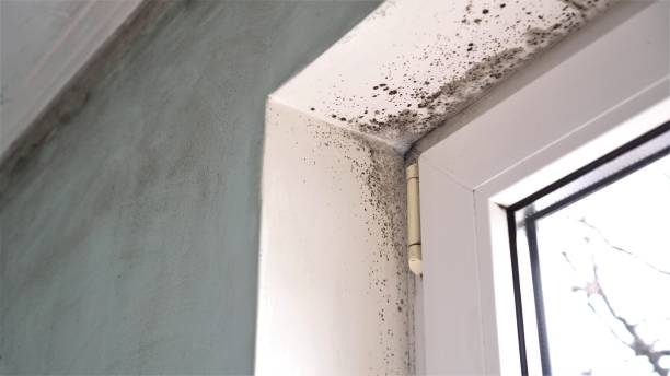 Best Mold Remediation  in Diamond, IL