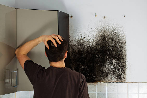 Mold Testing and Removal in Diamond, IL