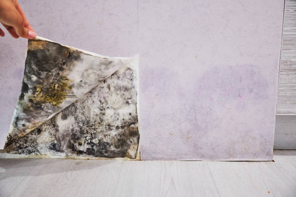 Best Fast Mold Removal  in Diamond, IL